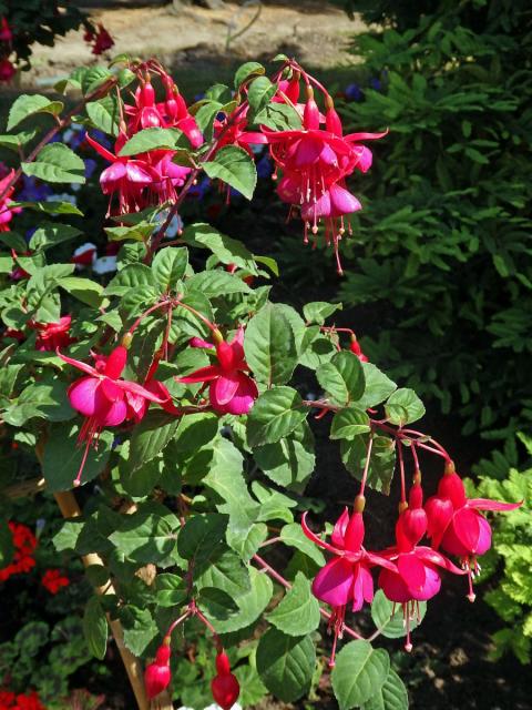 Fuchsie (Fuchsia hybrida hort. ex Sieb. & Voss)