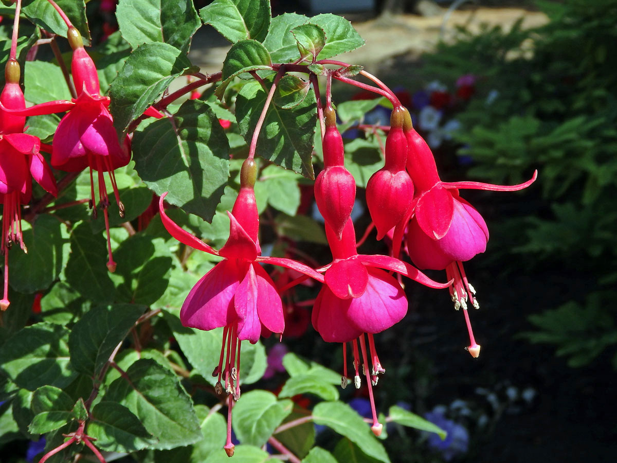 Fuchsie (Fuchsia hybrida hort. ex Sieb. & Voss)