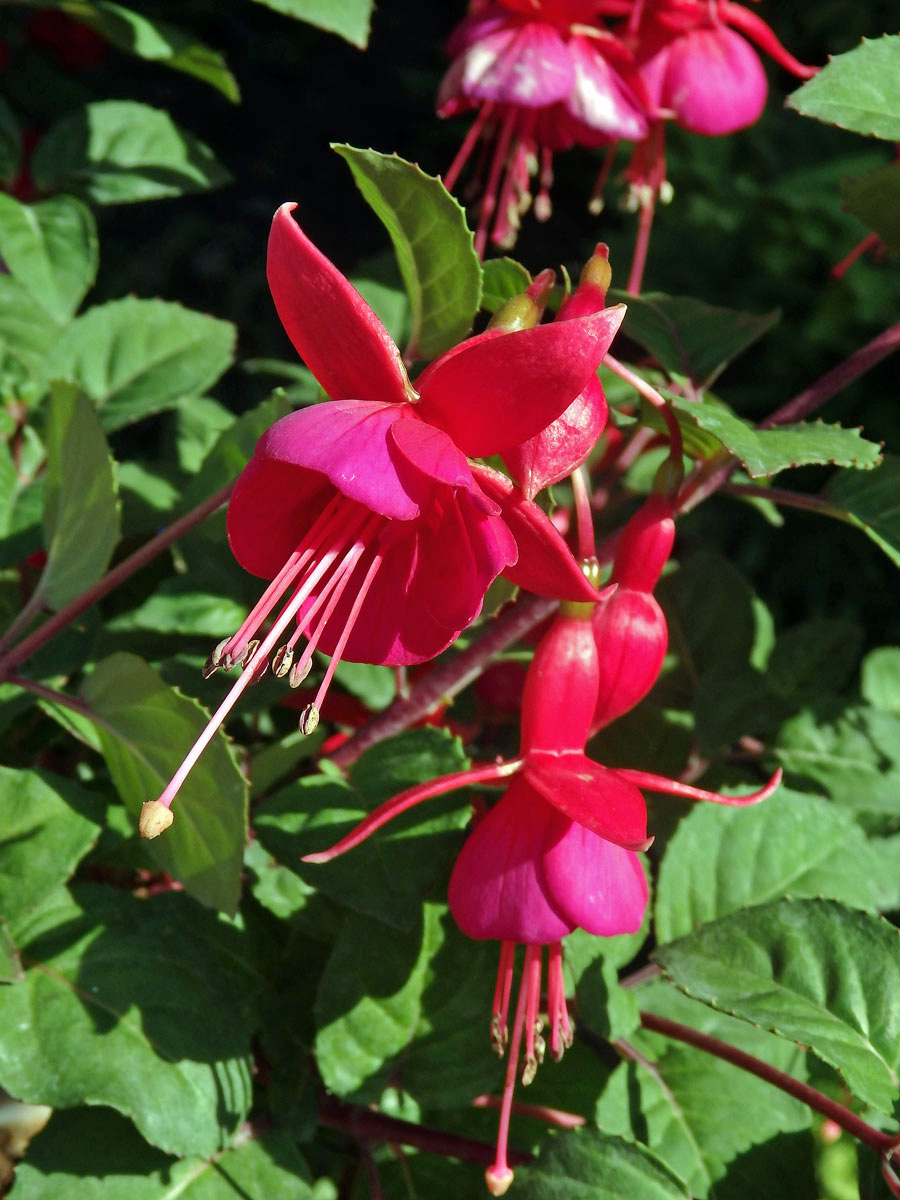 Fuchsie (Fuchsia hybrida hort. ex Sieb. & Voss)