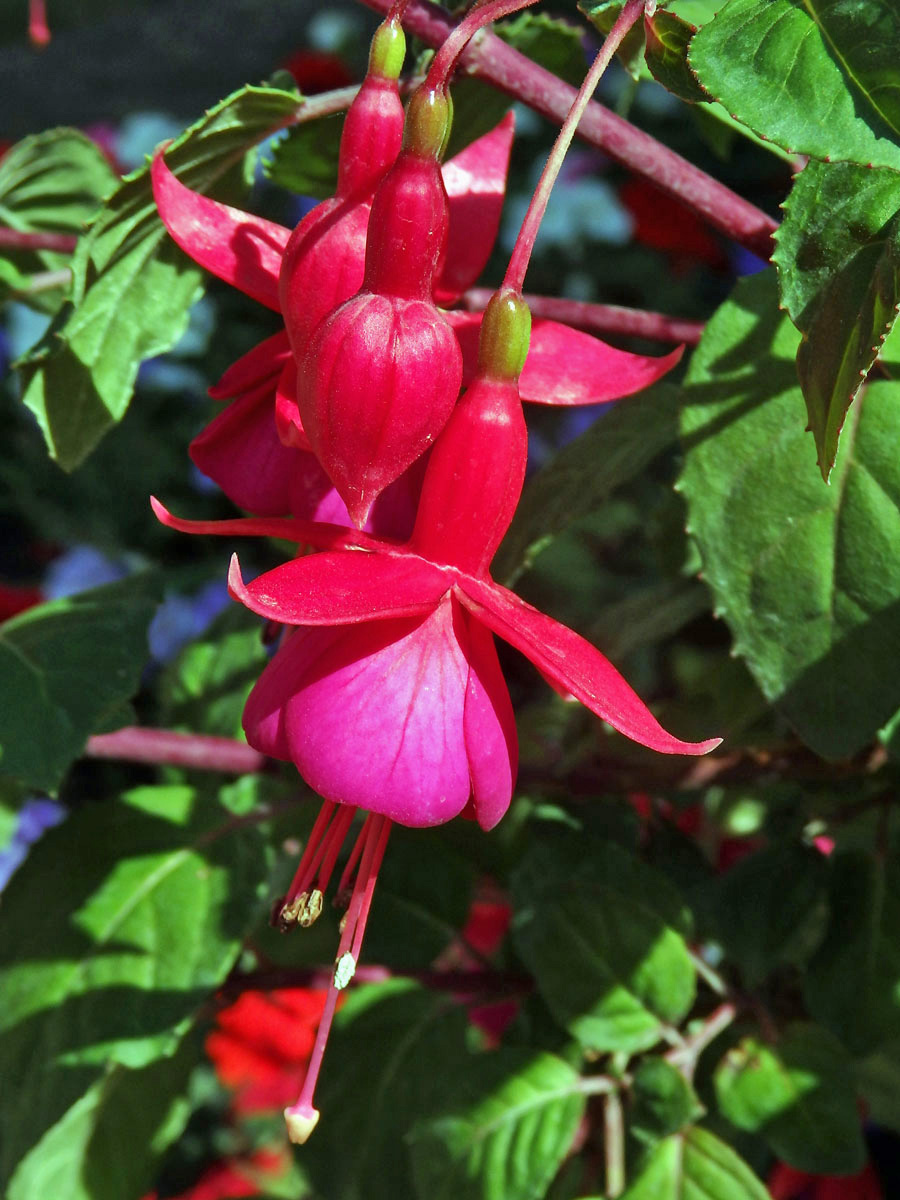 Fuchsie (Fuchsia hybrida hort. ex Sieb. & Voss)