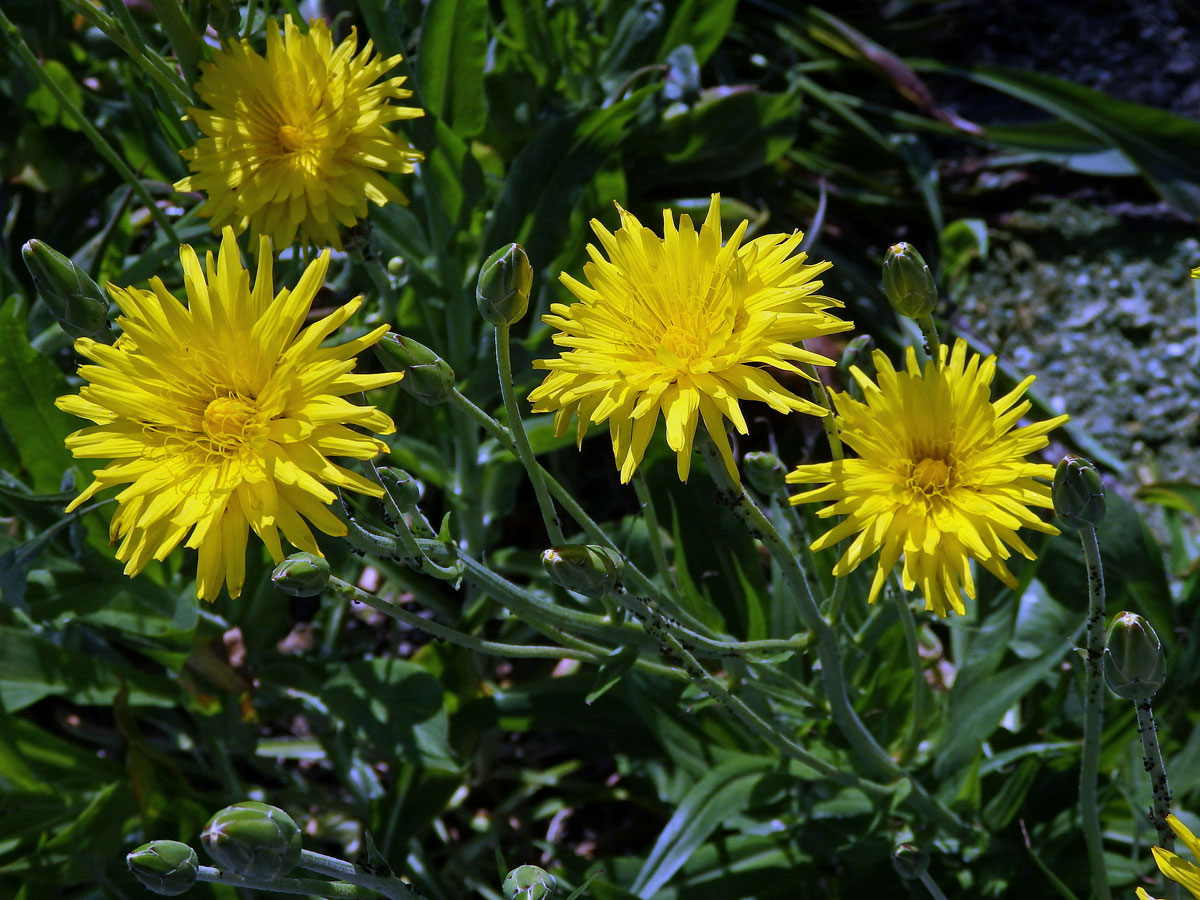 Hadí mord španělský (Scorzonera hispanica L.)