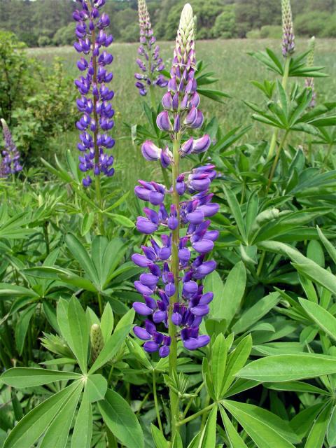 Lupina mnoholistá (Lupinus polyphyllus Lindl.)