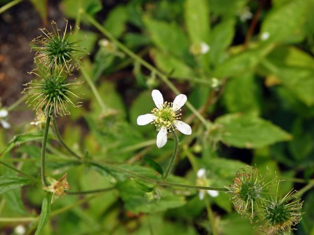 Kuklík kanadský (Geum canadense Jacq.)