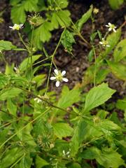 Kuklík kanadský (Geum canadense Jacq.)