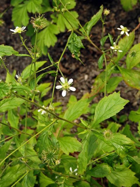 Kuklík kanadský (Geum canadense Jacq.)