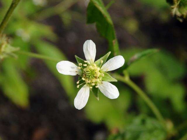 Kuklík kanadský (Geum canadense Jacq.)