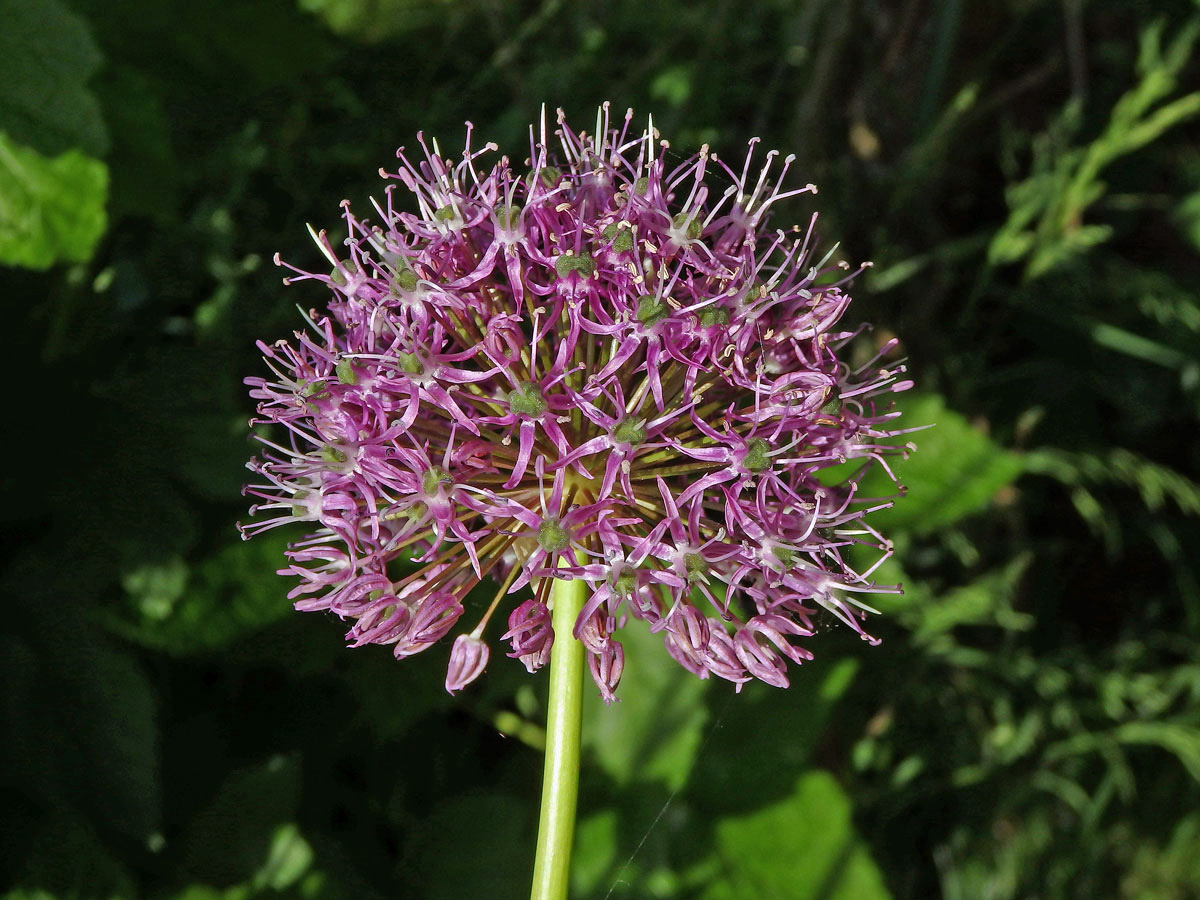 Česnek perský (Allium aflatunense B. Fedtsch.)