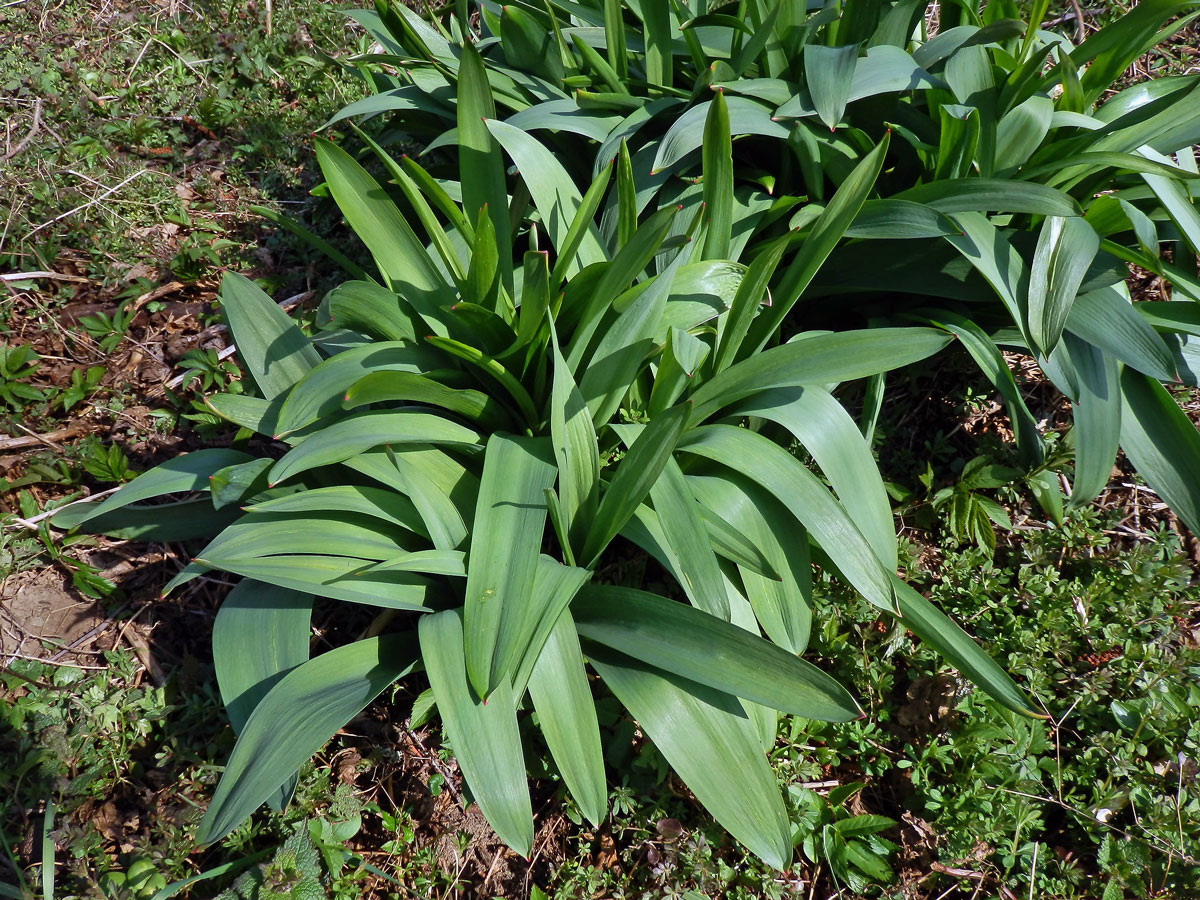 Česnek perský (Allium aflatunense B. Fedtsch.)