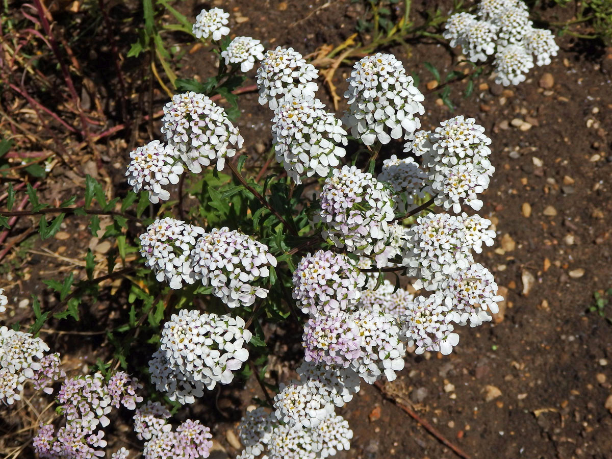 Iberka hořká (Iberis amara L.)