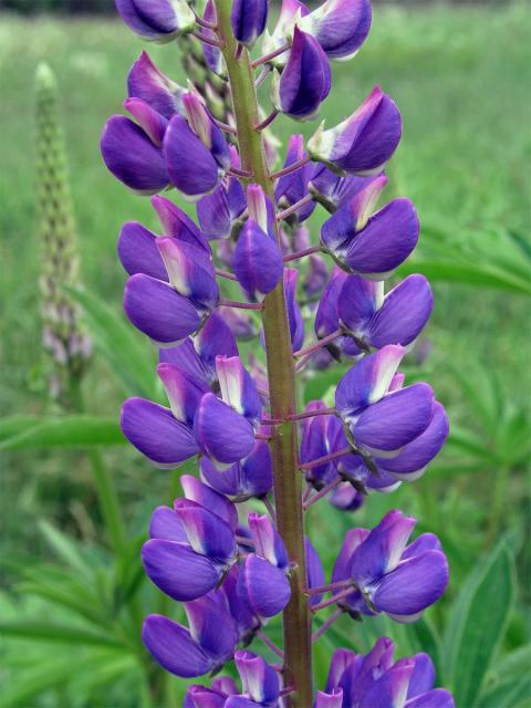 Lupina mnoholistá (Lupinus polyphyllus Lindl.)