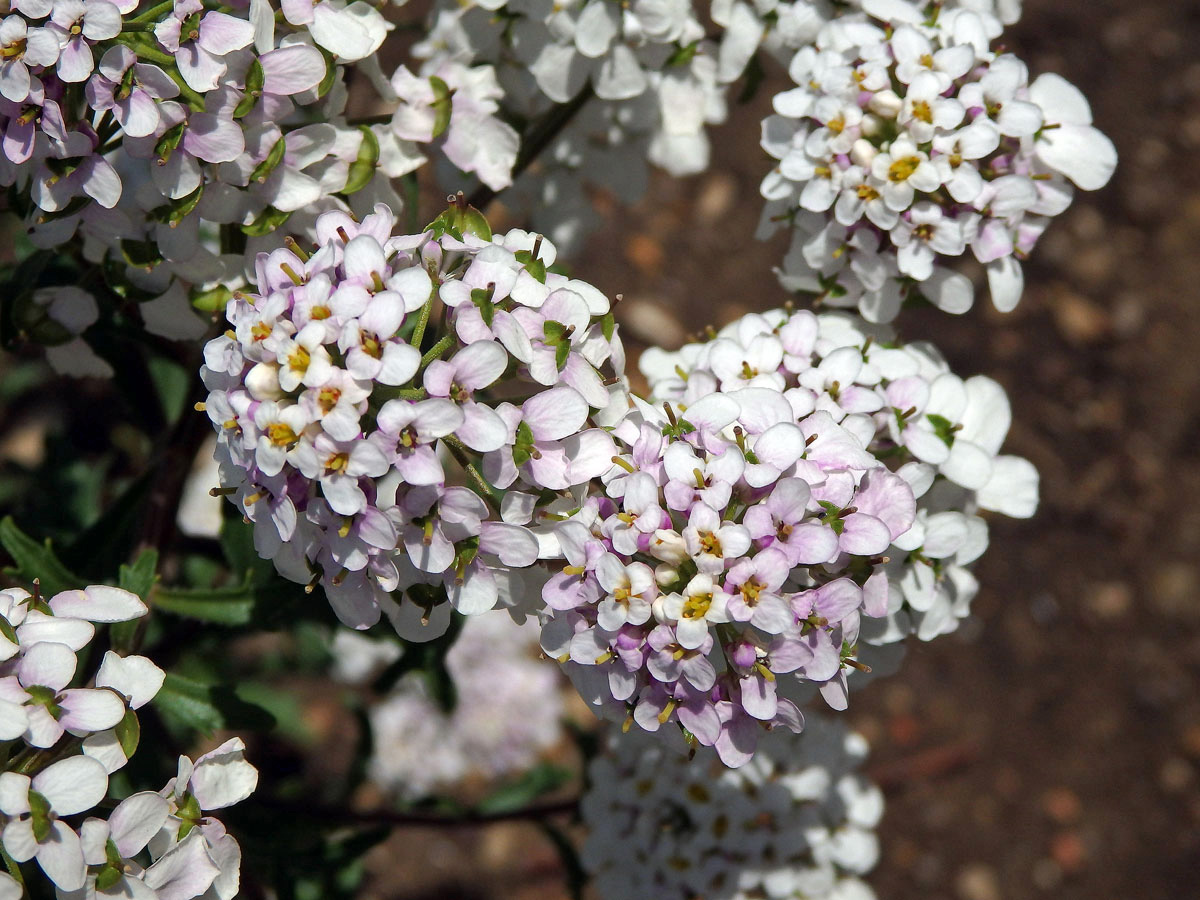 Iberka hořká (Iberis amara L.)