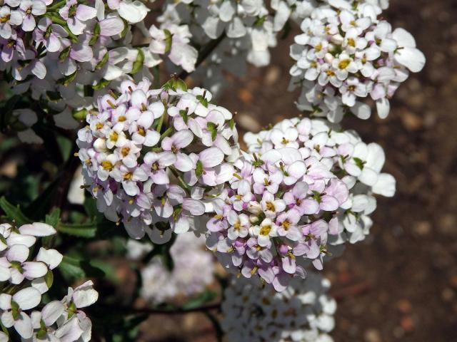 Iberka hořká (Iberis amara L.)