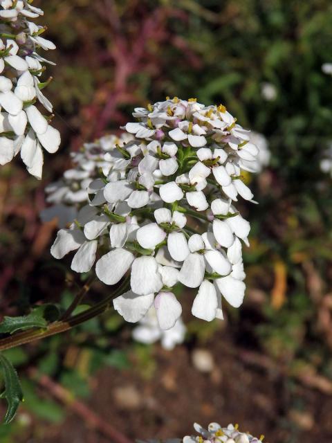 Iberka hořká (Iberis amara L.)