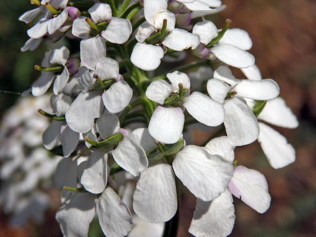 Iberka hořká (Iberis amara L.)