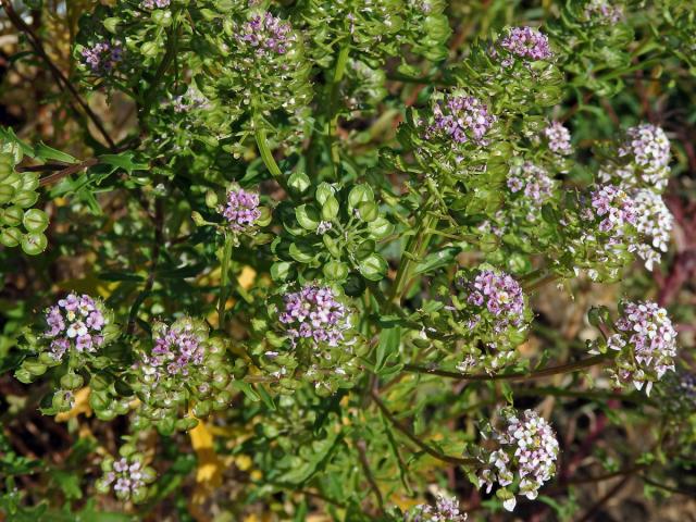 Iberka hořká (Iberis amara L.)