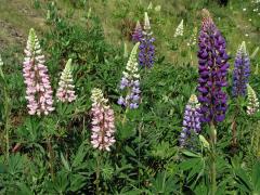 Lupina mnoholistá (Lupinus polyphyllus Lindl.)