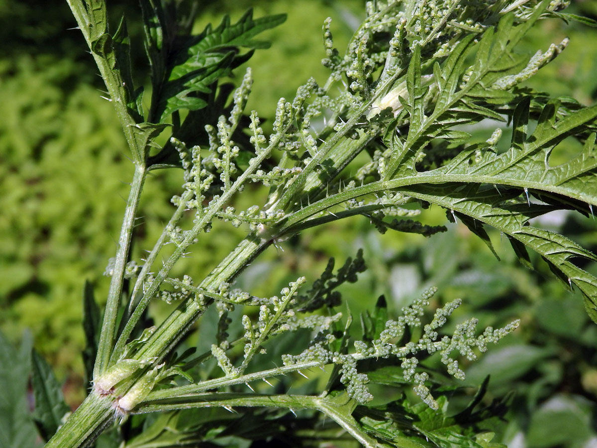 Kopřiva konopovitá (Urtica canabina L.)