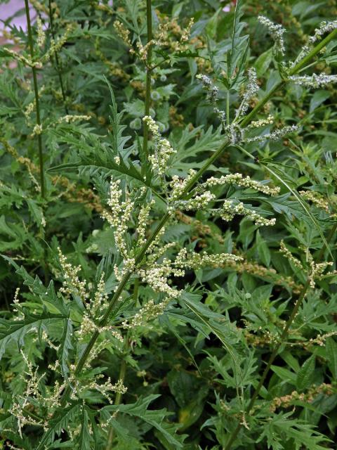 Kopřiva konopovitá (Urtica canabina L.)