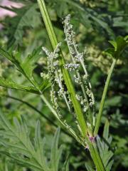 Kopřiva konopovitá (Urtica canabina L.)