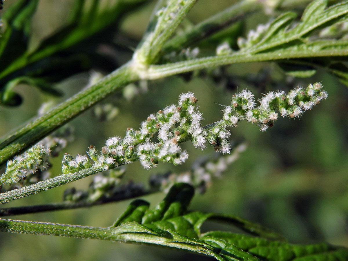 Kopřiva konopovitá (Urtica canabina L.)