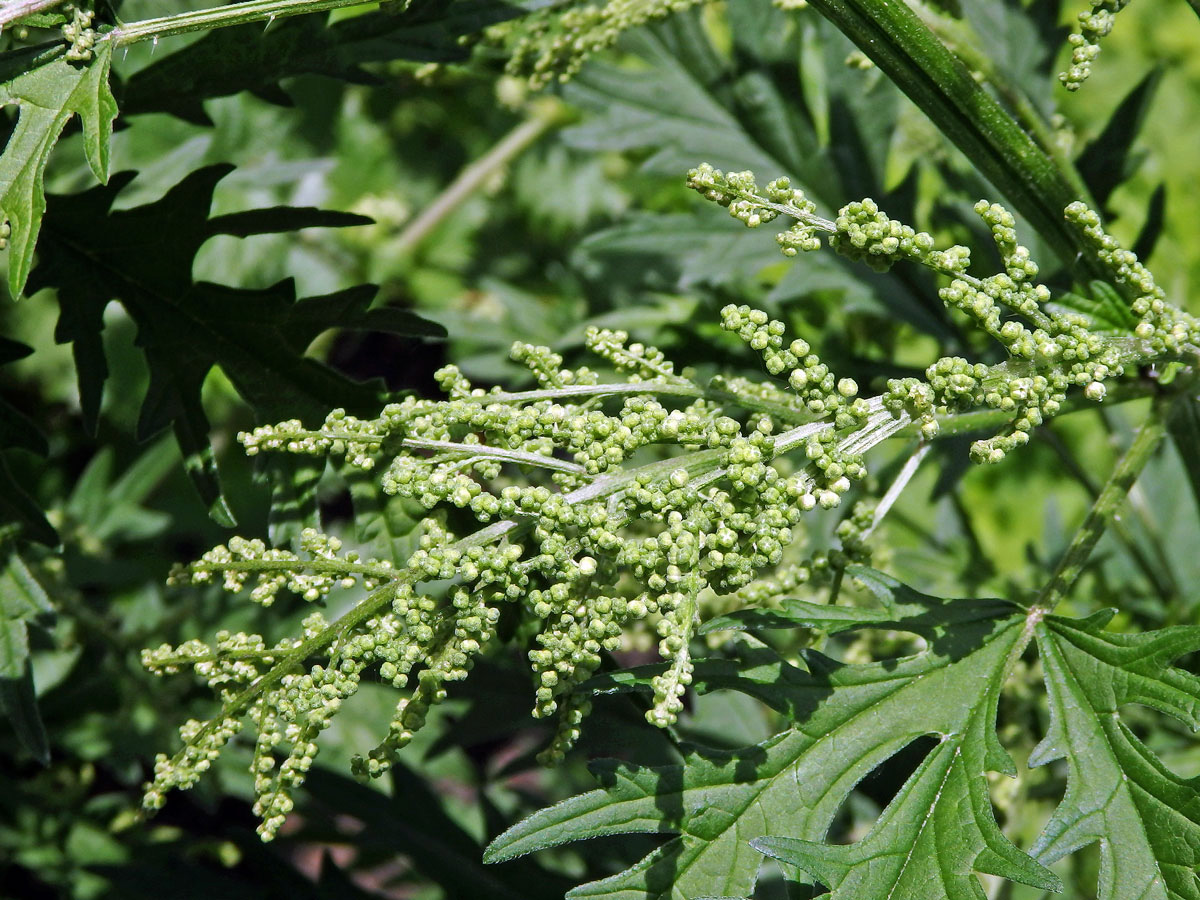 Kopřiva konopovitá (Urtica canabina L.)