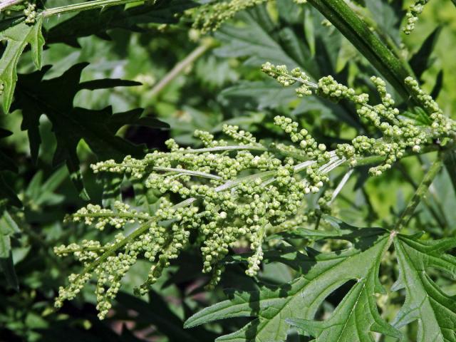 Kopřiva konopovitá (Urtica canabina L.)