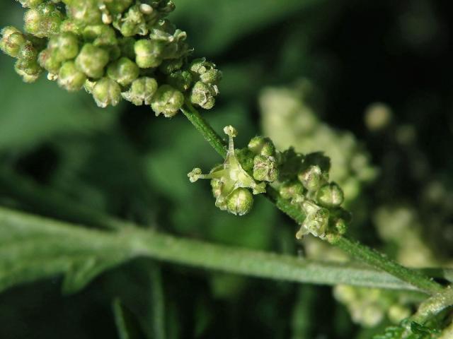 Kopřiva konopovitá (Urtica canabina L.)