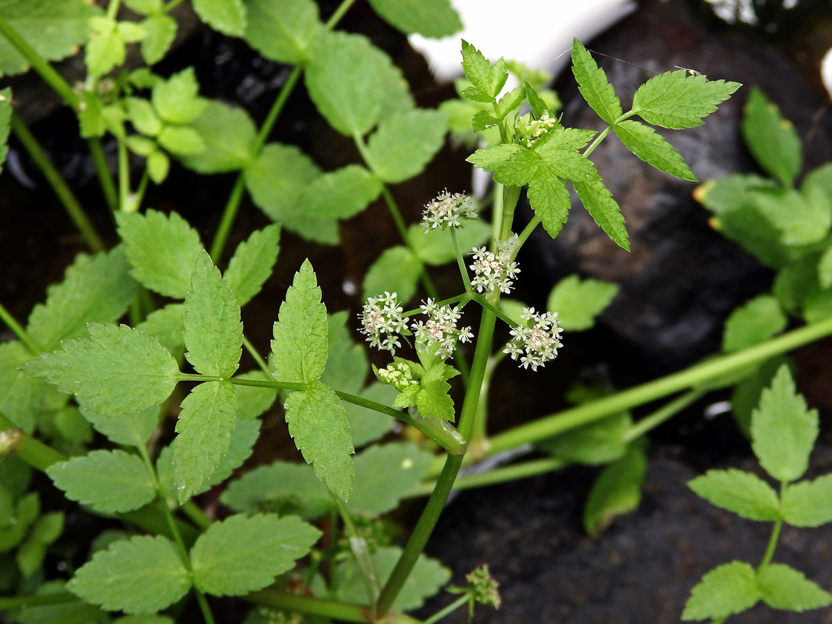 Miřík plazivý (Apium repens L.)