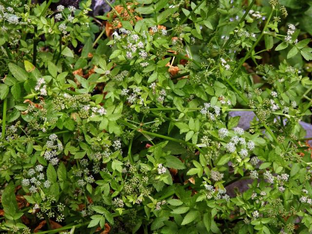 Miřík plazivý (Apium repens L.)