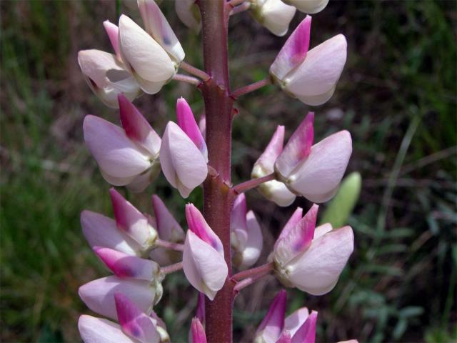 Lupina mnoholistá (Lupinus polyphyllus Lindl.)