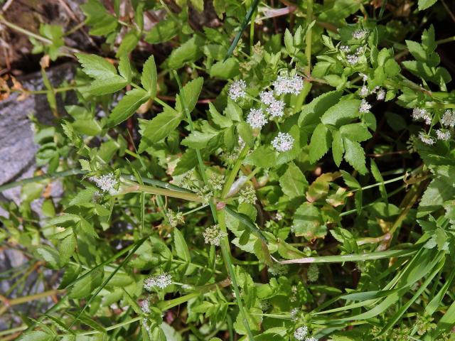 Miřík plazivý (Apium repens L.)