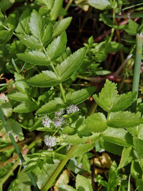 Miřík plazivý (Apium repens L.)