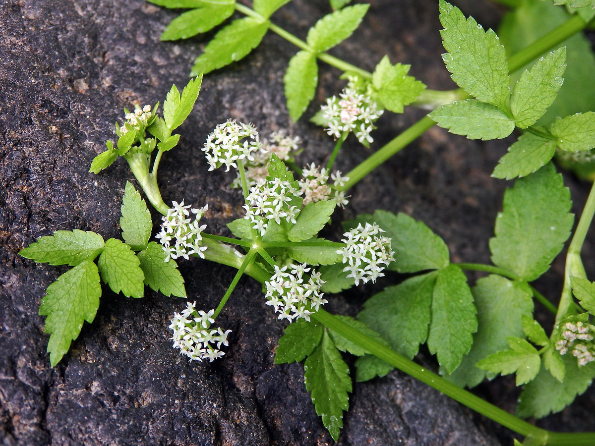 Miřík plazivý (Apium repens L.)