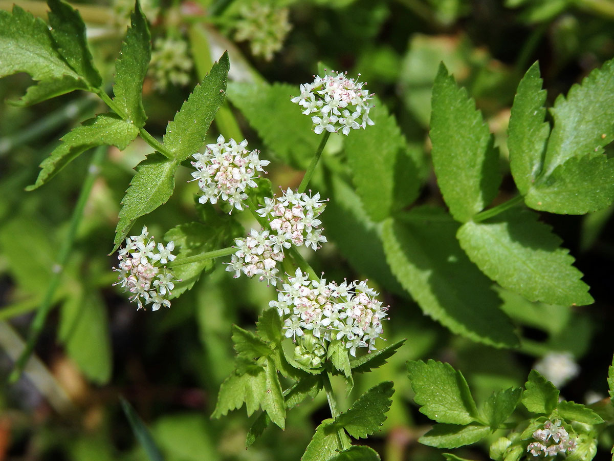 Miřík plazivý (Apium repens L.)