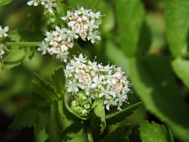 Miřík plazivý (Apium repens L.)