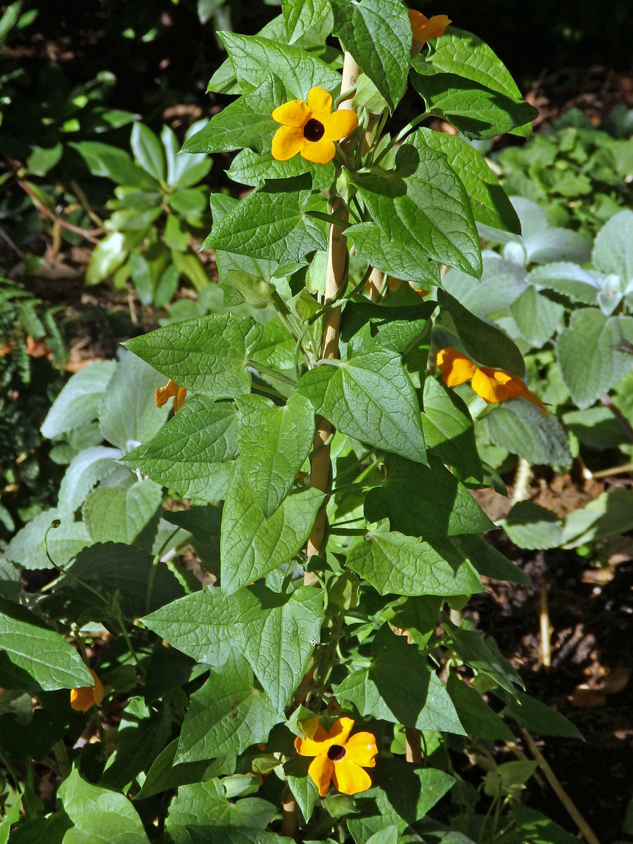 Thunbergie křídlatá (Thunbergia alata Bojer ex Sims)