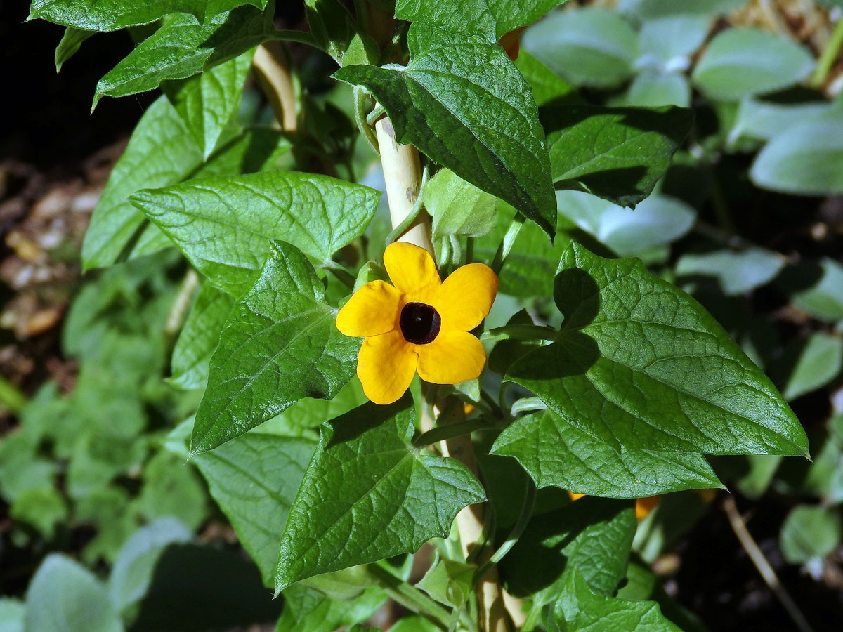 Thunbergie křídlatá (Thunbergia alata Bojer ex Sims)