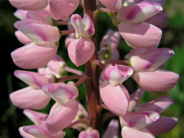 Lupina mnoholistá (Lupinus polyphyllus Lindl.)