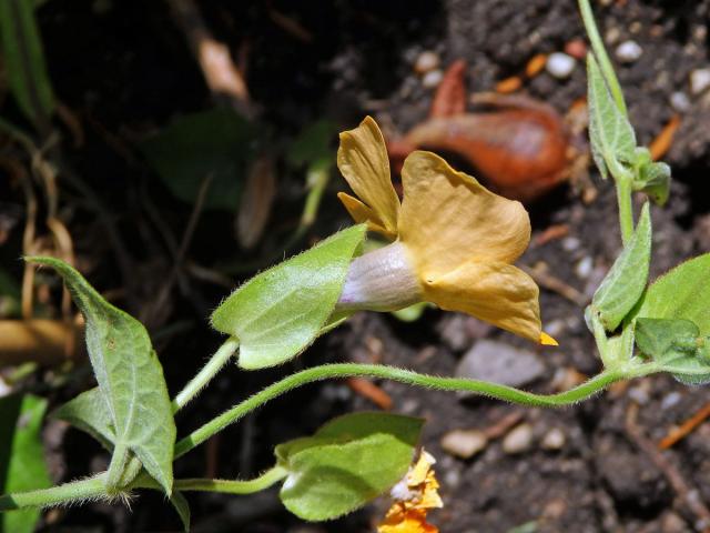 Thunbergie křídlatá (Thunbergia alata Bojer ex Sims)