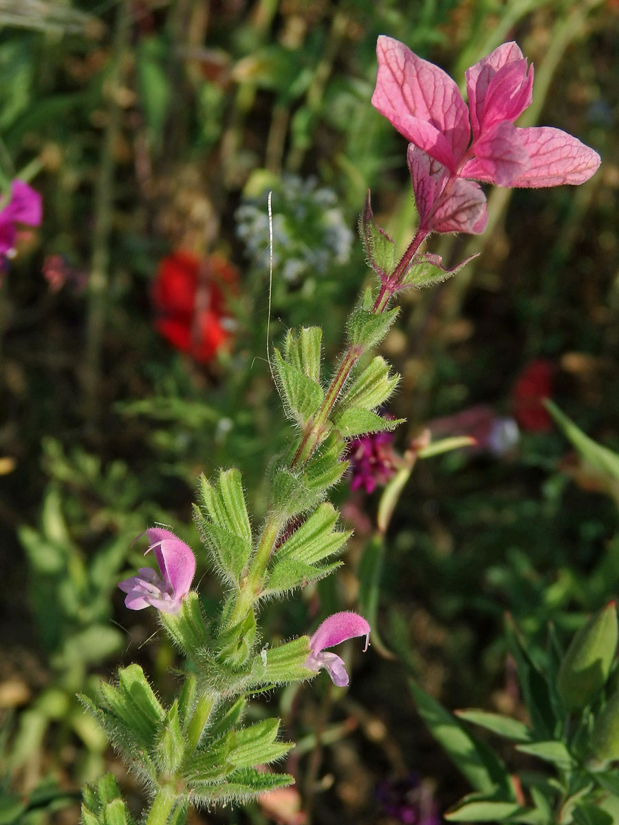 Šalvěj zahradní (Salvia viridis L.) s růžovými květy