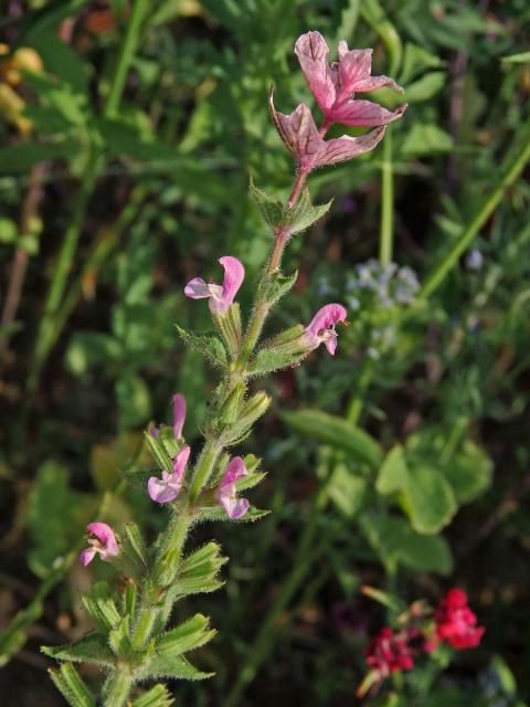 Šalvěj zahradní (Salvia viridis L.) s růžovými květy