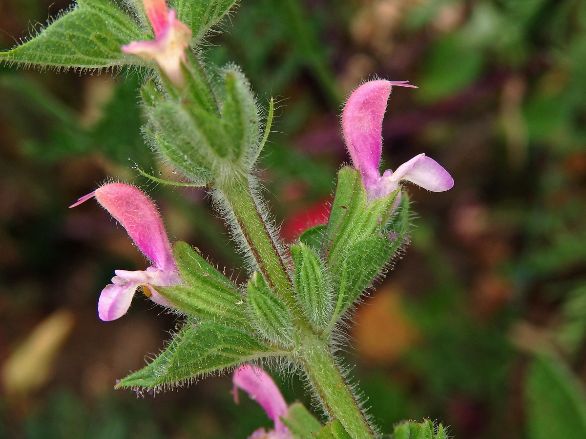 Šalvěj zahradní (Salvia viridis L.) s růžovými květy