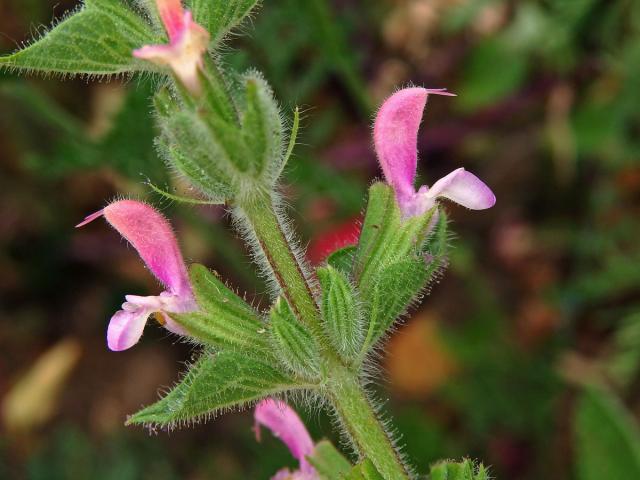 Šalvěj zahradní (Salvia viridis L.) s růžovými květy