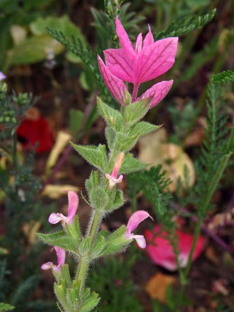 Šalvěj zahradní (Salvia viridis L.) s růžovými květy