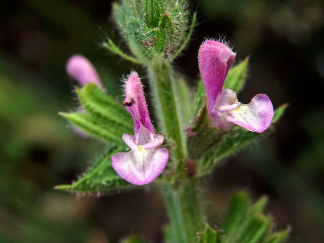 Šalvěj zahradní (Salvia viridis L.) s růžovými květy