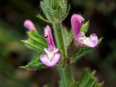 Šalvěj zahradní (Salvia viridis L.) s růžovými květy