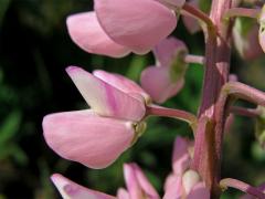 Lupina mnoholistá (Lupinus polyphyllus Lindl.)