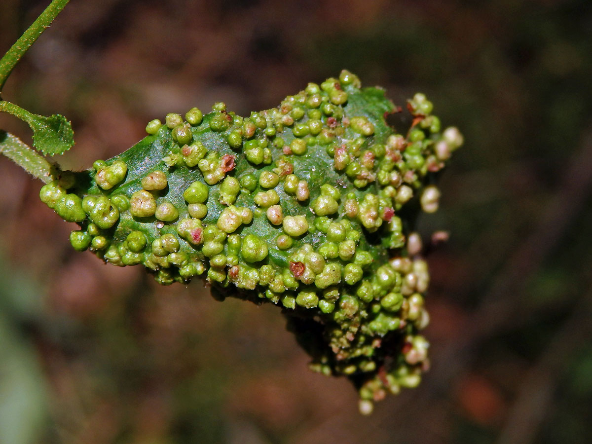 Hálky vlnovníka (Phytoptus laevis)