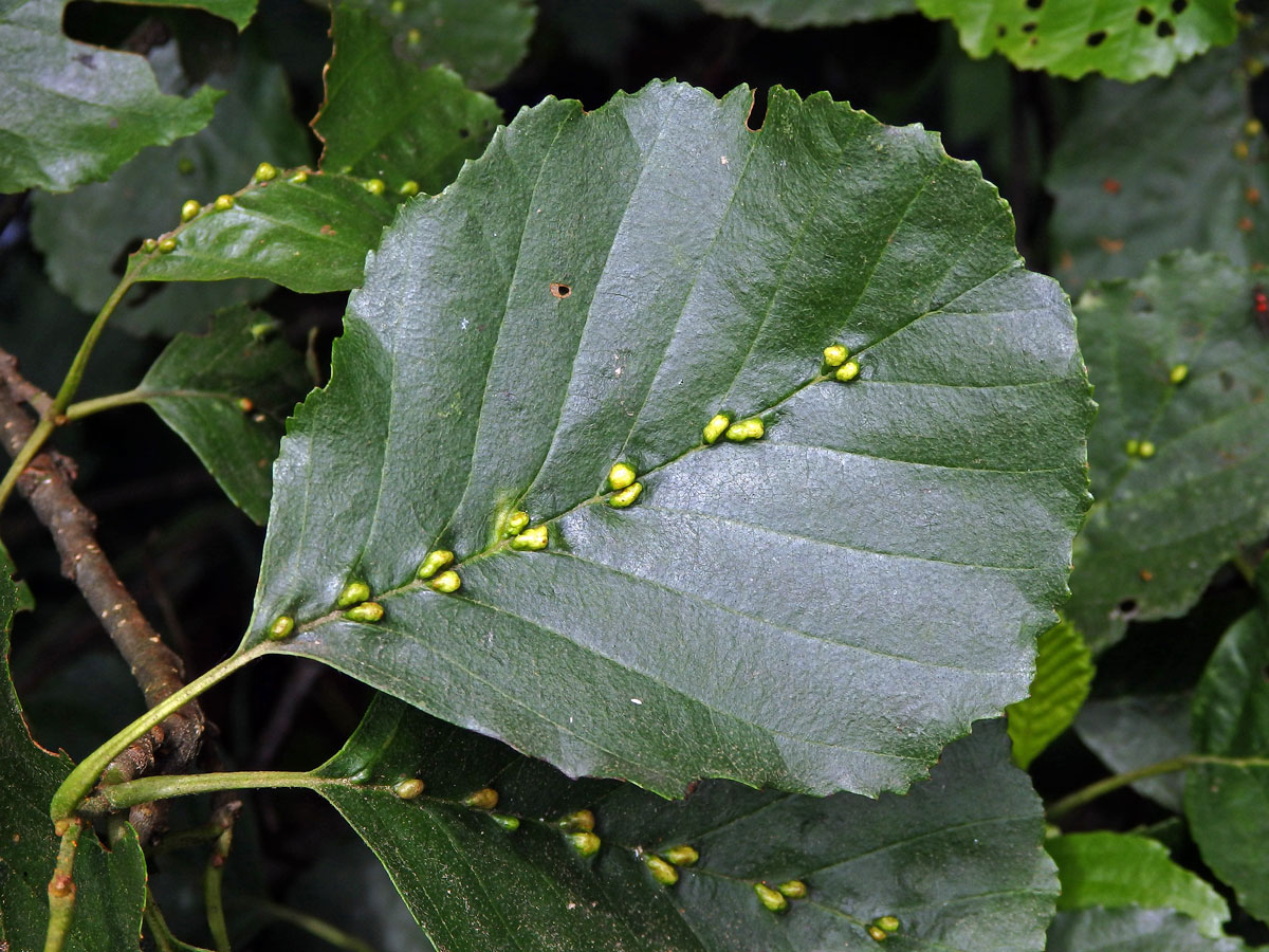 Hálky vlnovníka (Eriophyes inangulis) na olši lepkavé (Alnus glutinosa)