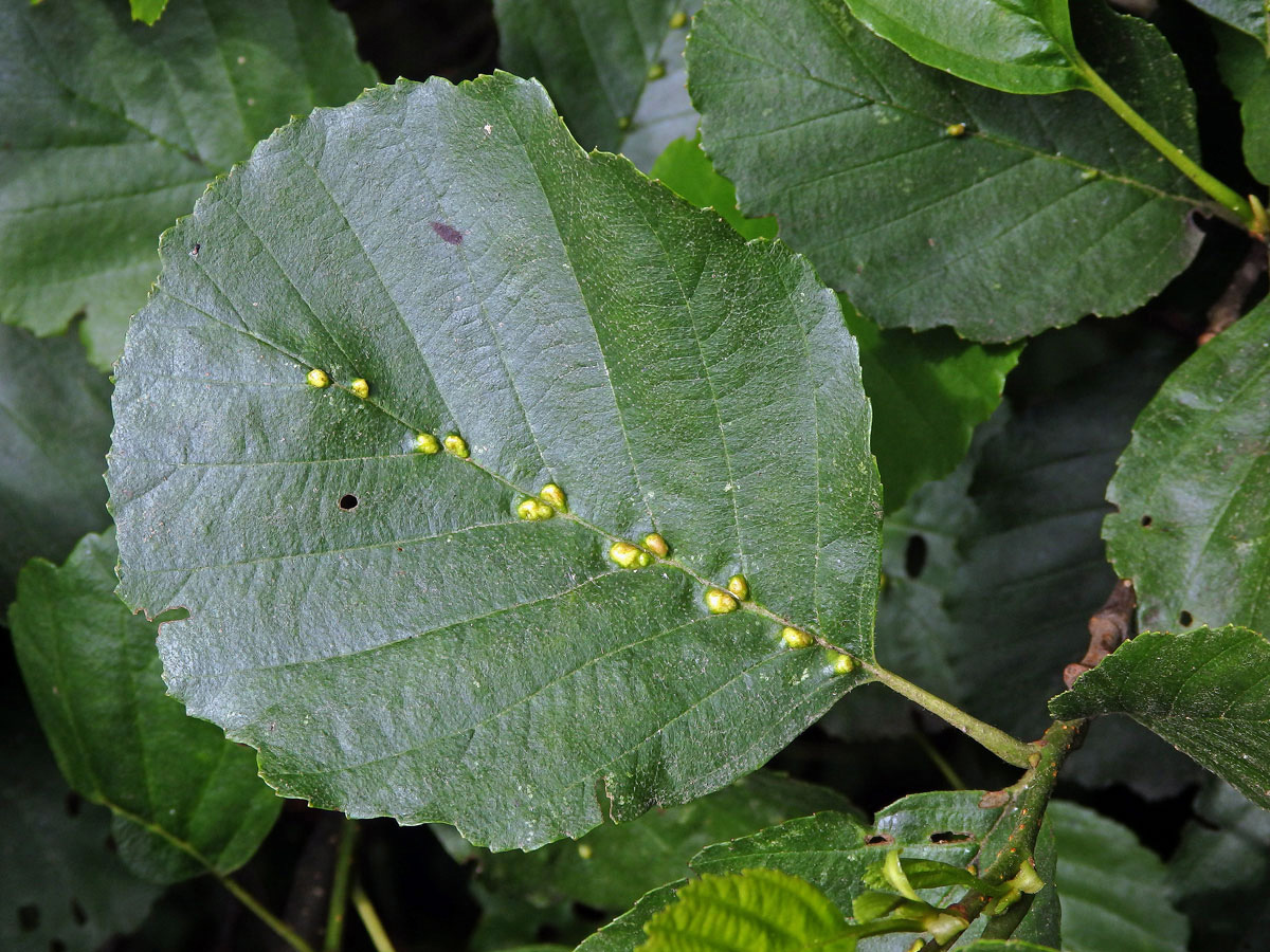 Hálky vlnovníka (Eriophyes inangulis) na olši lepkavé (Alnus glutinosa)